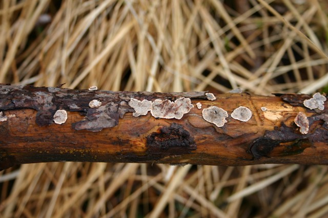 Stereum sanguinolentum?